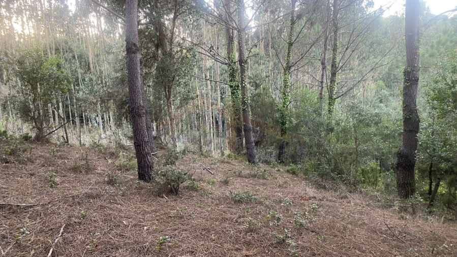 Terreno para Venda em Usseira Foto 19