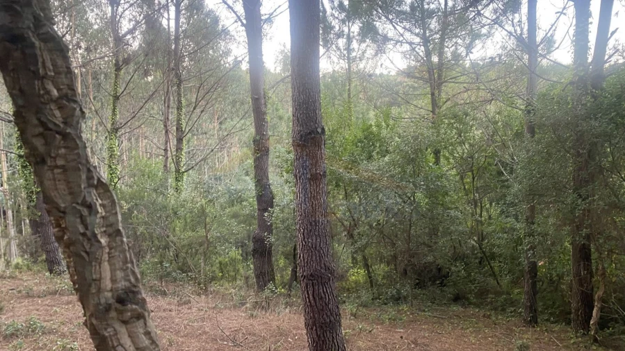 Terreno para Venda em Usseira Foto 21