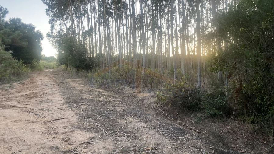 Terreno para Venda em Usseira Foto 25