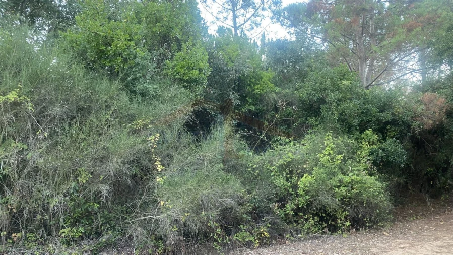 Terreno para Venda em Usseira Foto 10