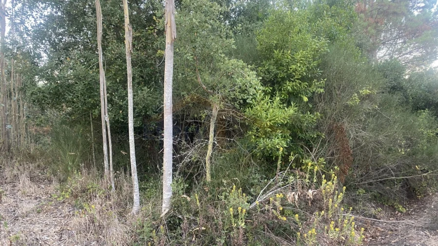 Terreno para Venda em Usseira Foto 8