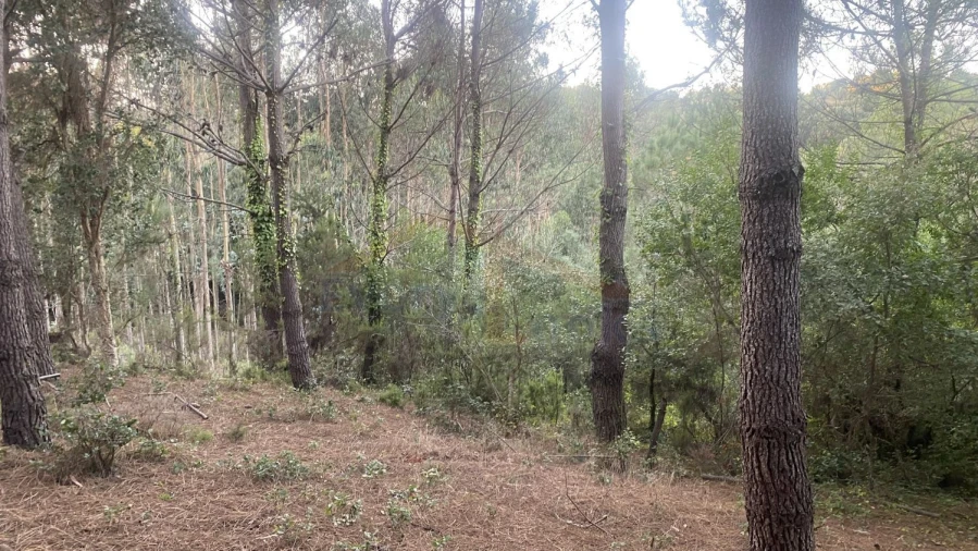 Terreno para Venda em Usseira Foto 20