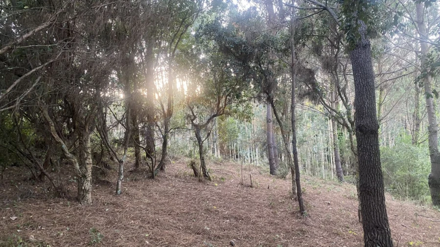 Terreno para Venda em Usseira Foto 15