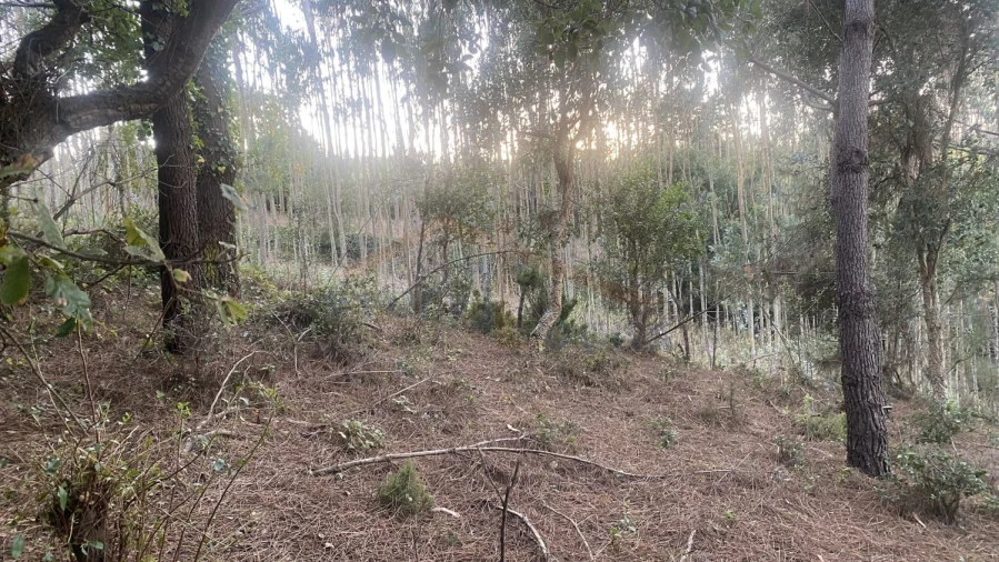 Terreno para Venda em Usseira Foto 17