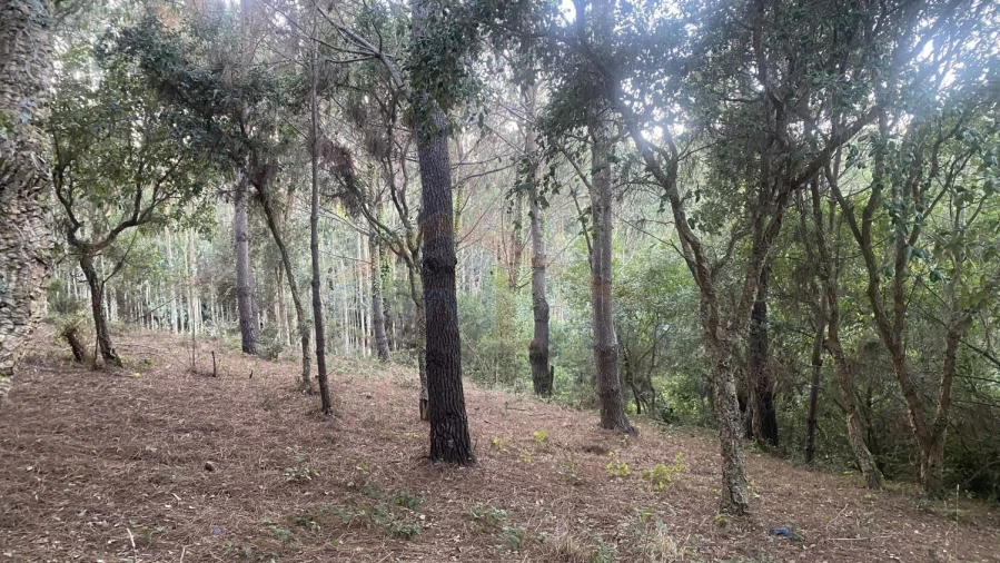 Terreno para Venda em Usseira Foto 14