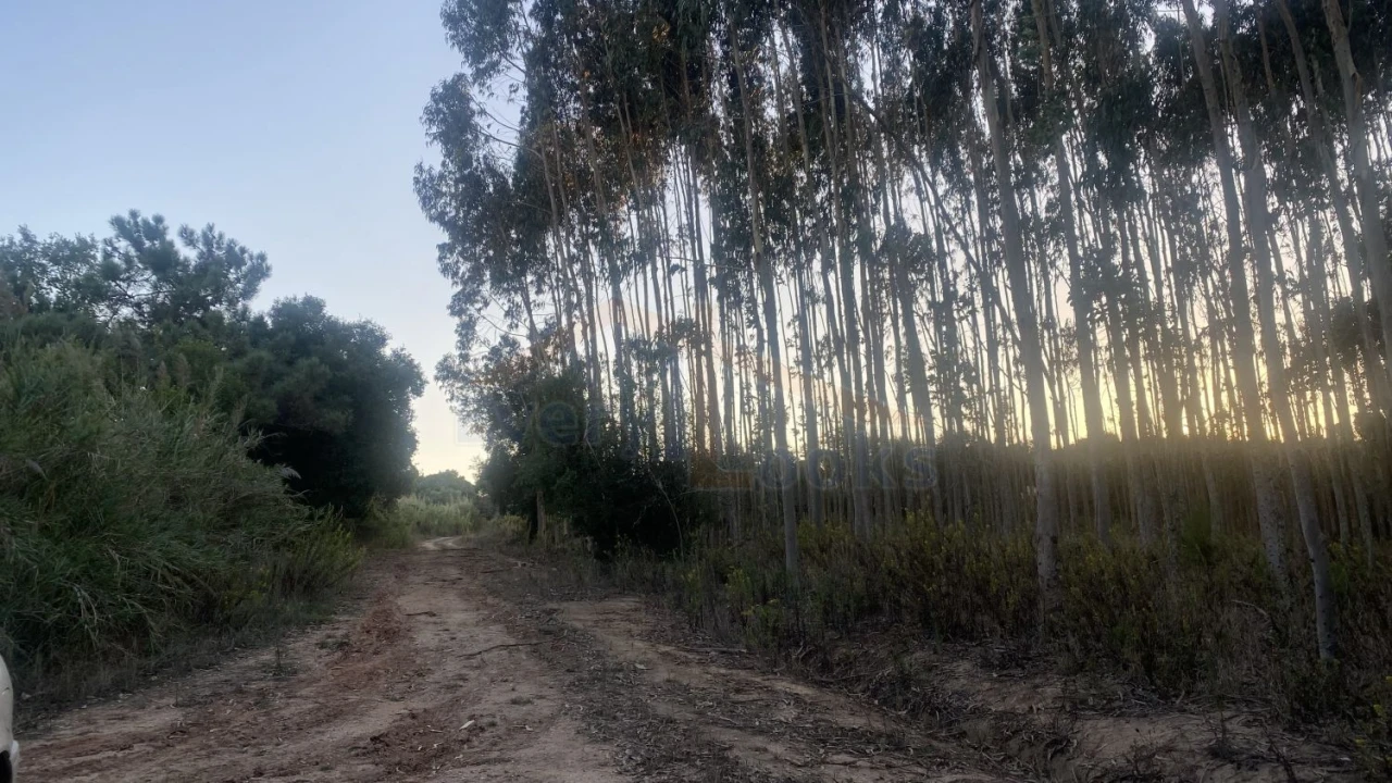 Terreno para Venda em Usseira Foto 6