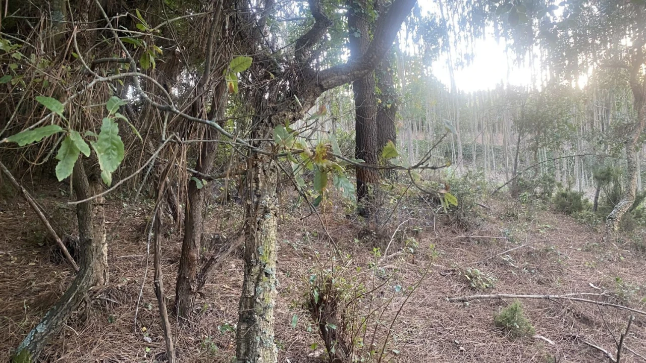 Terreno para Venda em Usseira Foto 18