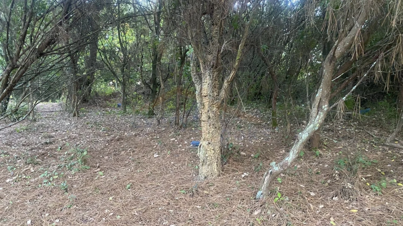 Terreno para Venda em Usseira Foto 23