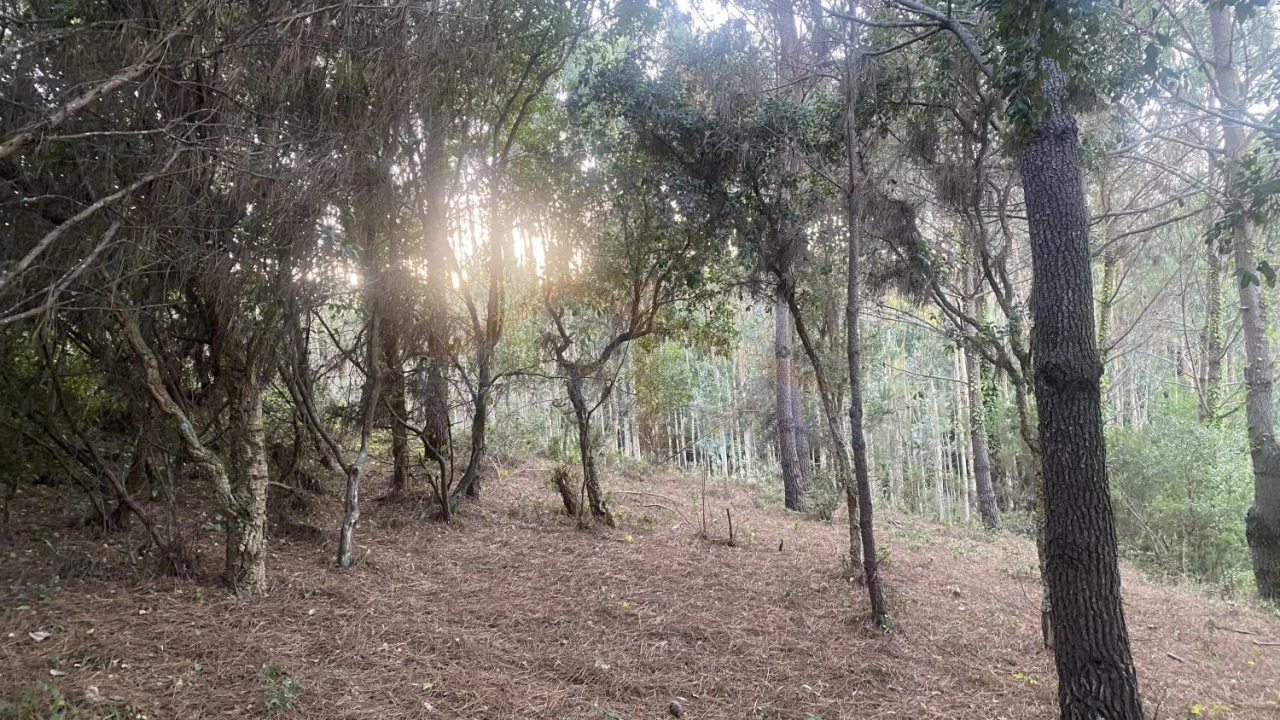 Terreno para Venda em Usseira Foto 15