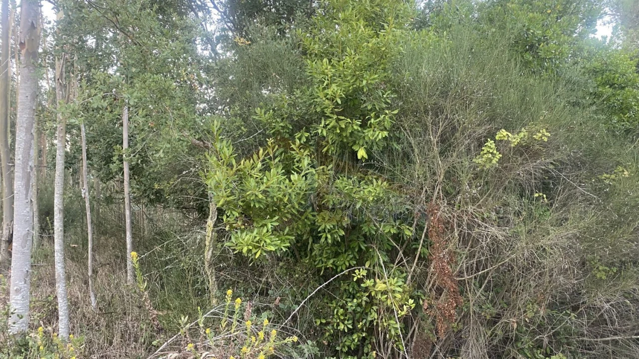 Terreno para Venda em Usseira Foto 26