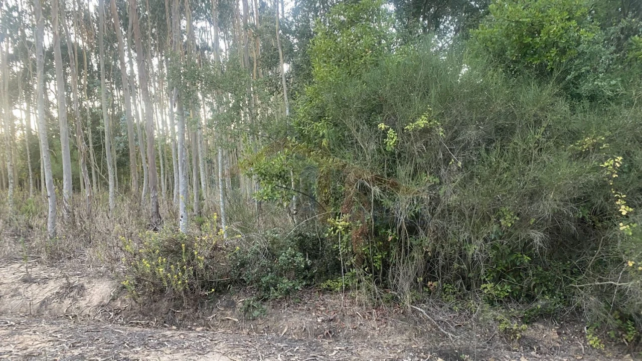 Terreno para Venda em Usseira Foto 9