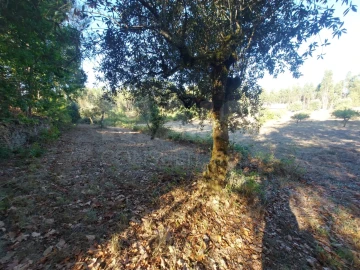 Terreno para Venda em Pinheiro de Coja e Meda de Mouros