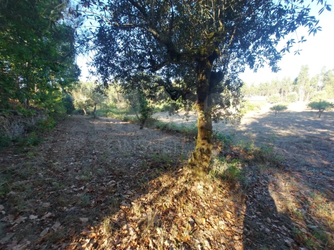 Terreno para Venda em Pinheiro de Coja e Meda de Mouros