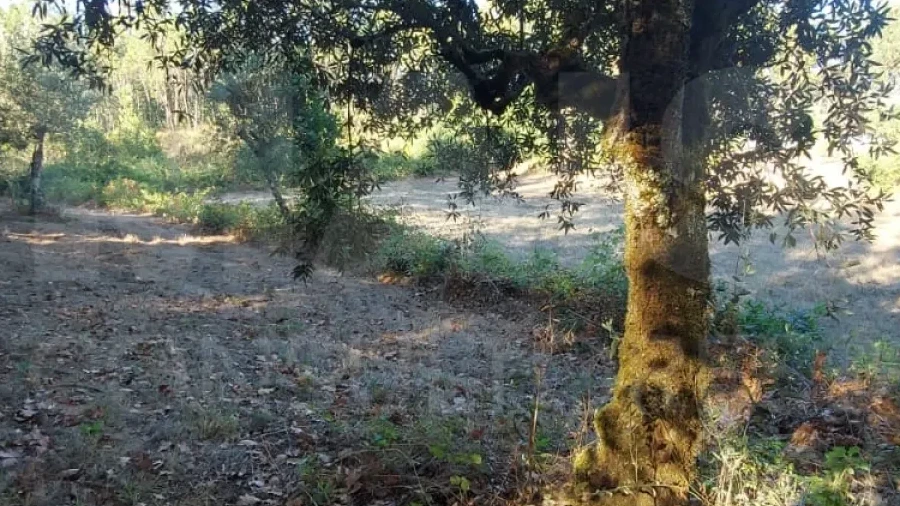 Terreno para Venda em Pinheiro de Coja e Meda de Mouros