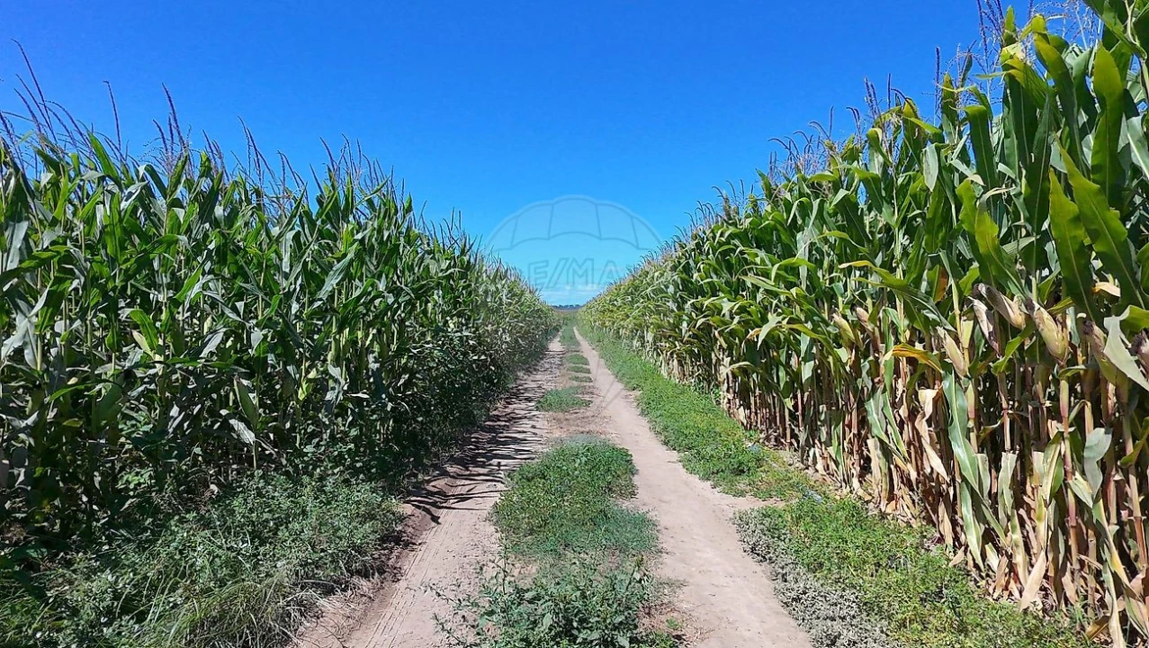 Terreno para Venda em Alpiarça Foto 1