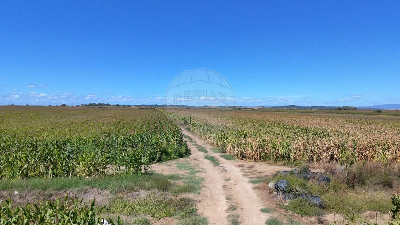 Terreno para Venda em Alpiarça Foto 7