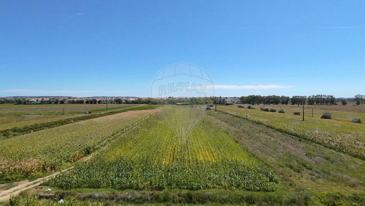 Terreno para Venda em Alpiarça Foto 9