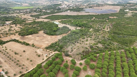Terreno para Venda em Almoster