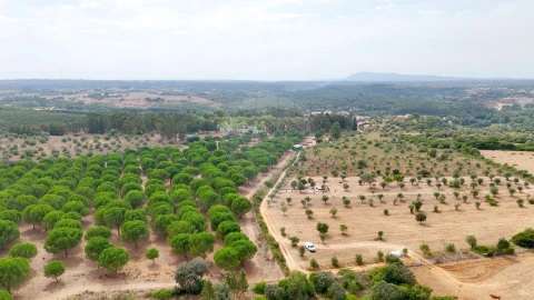 Terreno para Venda em Almoster