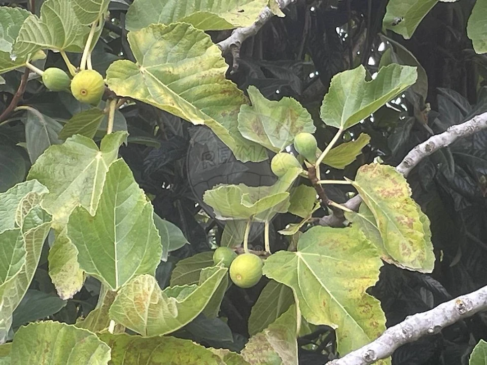 Terreno para Venda em Carvoeira e Carmões Foto 10