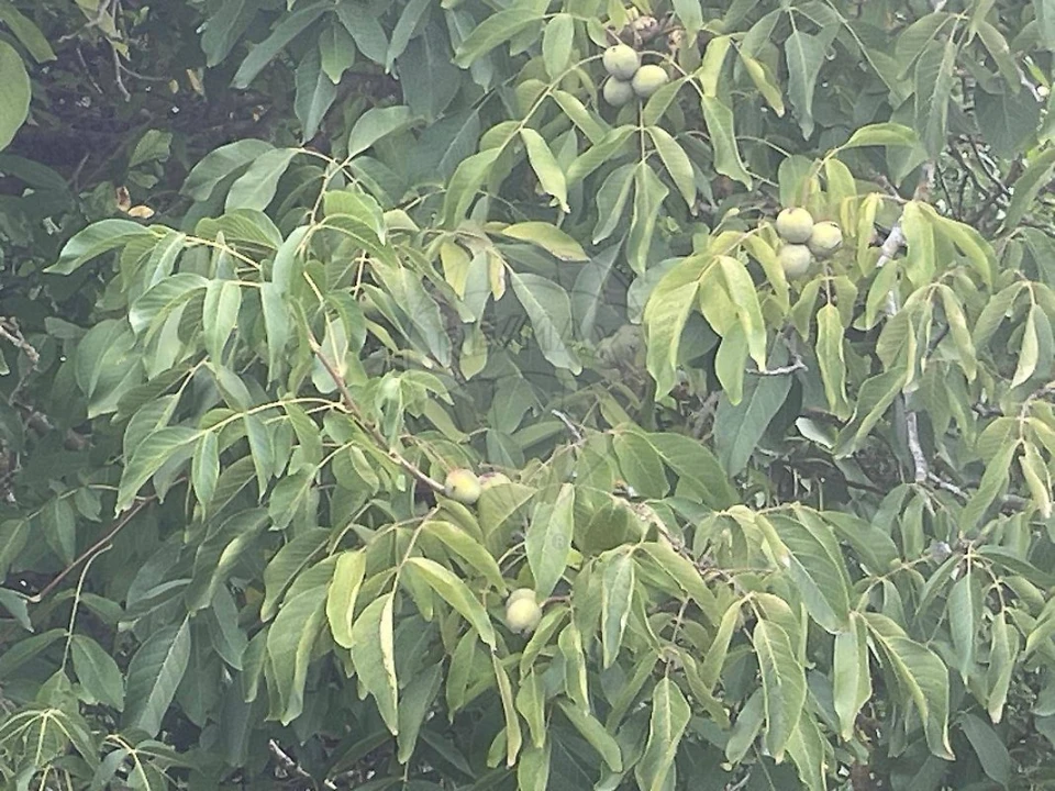 Terreno para Venda em Carvoeira e Carmões Foto 5