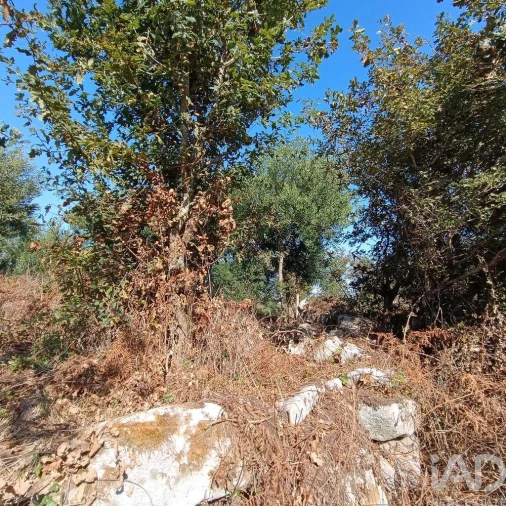 Terreno para Venda em Moledo e Cristelo Foto 11
