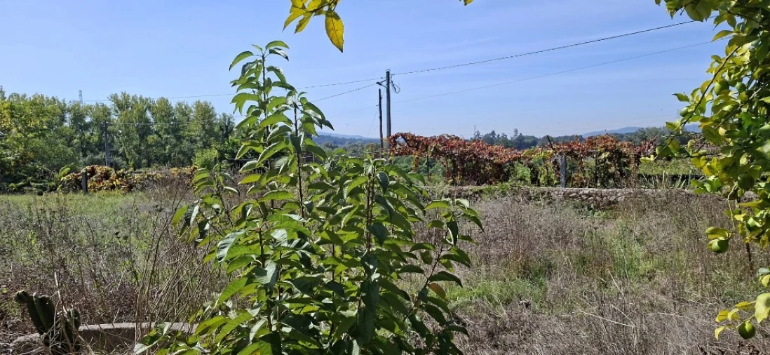 Moradia T2 para Venda em Lago Foto 19