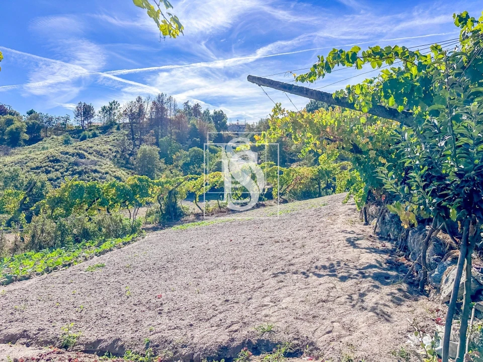 Terreno para Venda em Grilo Foto 5