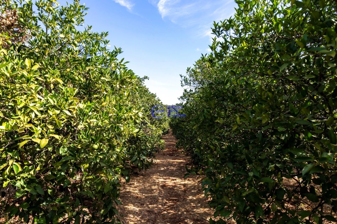 Quinta T4 para Venda em Paderne Foto 25