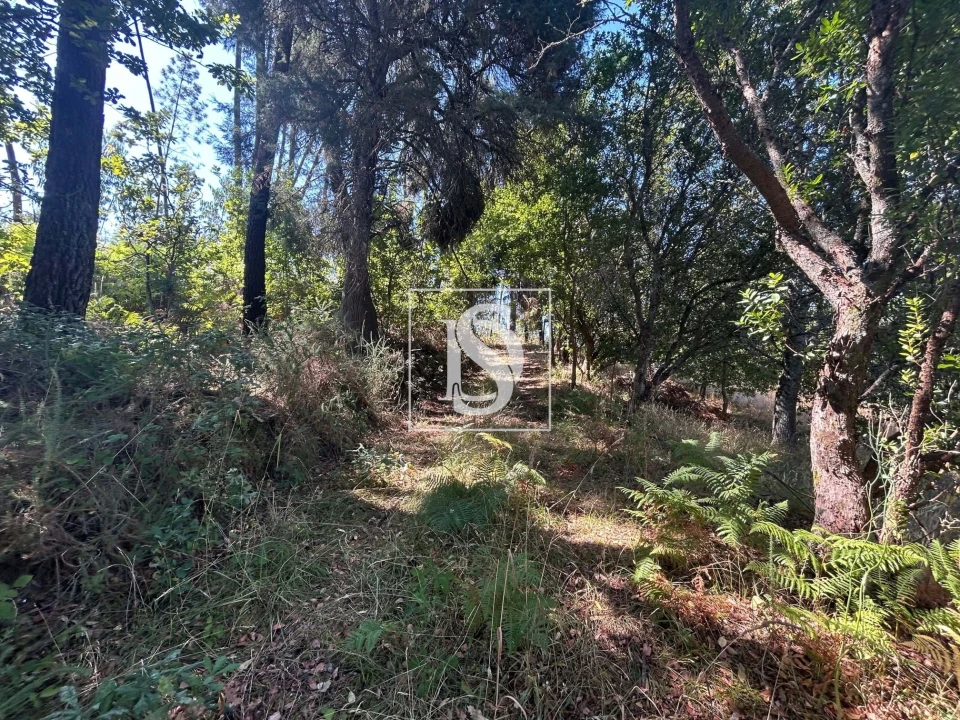 Moradia T3 para Venda em Mortágua, Vale de Remígio, Cortegaça e Almaça Foto 52