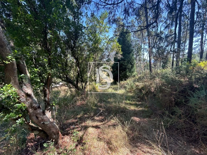 Moradia T3 para Venda em Mortágua, Vale de Remígio, Cortegaça e Almaça Foto 53