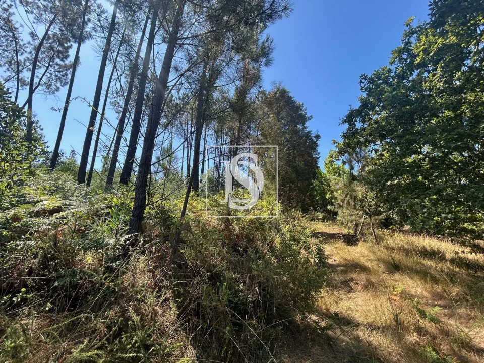 Moradia T3 para Venda em Mortágua, Vale de Remígio, Cortegaça e Almaça Foto 56