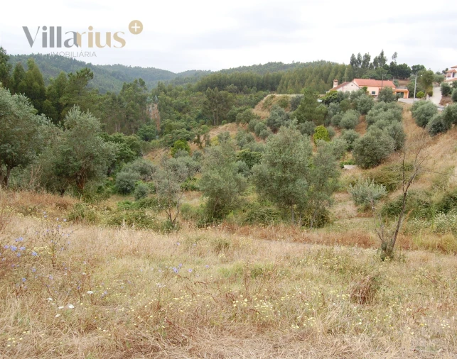 Terreno para Venda em Olalhas Foto 1