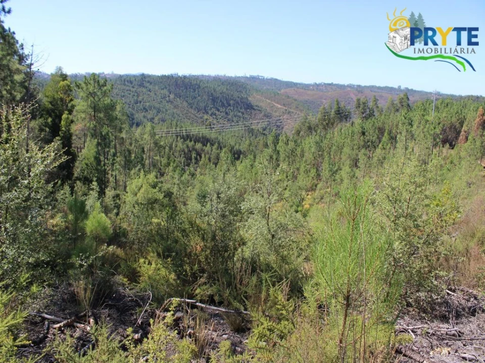 Terreno para Venda em Sertã Foto 12
