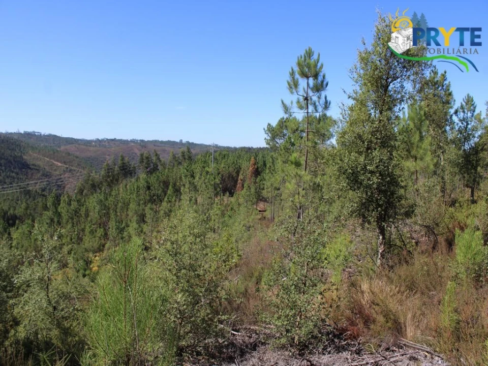 Terreno para Venda em Sertã Foto 13