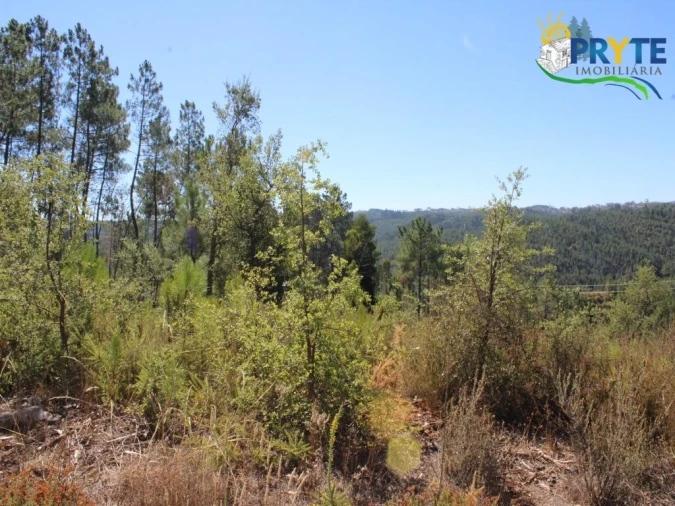 Terreno para Venda em Sertã Foto 10