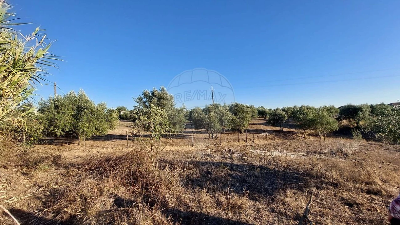 Terreno para Venda em São João da Ribeira e Ribeira de São João Foto 15