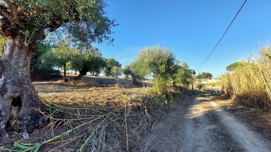 Terreno para Venda em São João da Ribeira e Ribeira de São João Foto 11