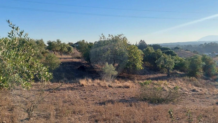 Terreno para Venda em São João da Ribeira e Ribeira de São João Foto 10