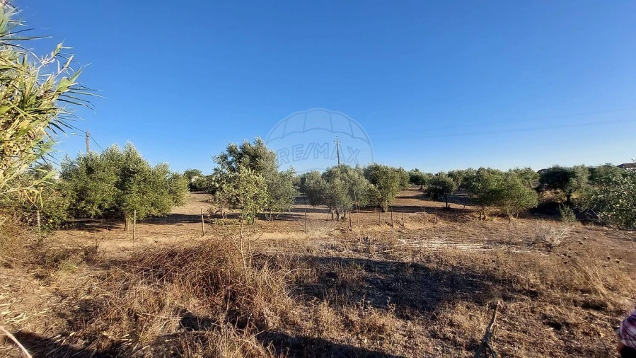 Terreno para Venda em São João da Ribeira e Ribeira de São João Foto 15