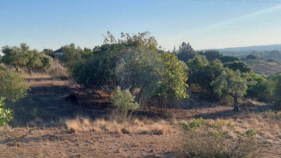 Terreno para Venda em São João da Ribeira e Ribeira de São João Foto 7