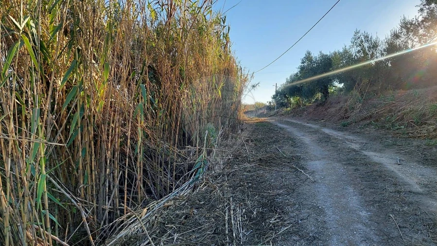 Terreno para Venda em São João da Ribeira e Ribeira de São João Foto 3