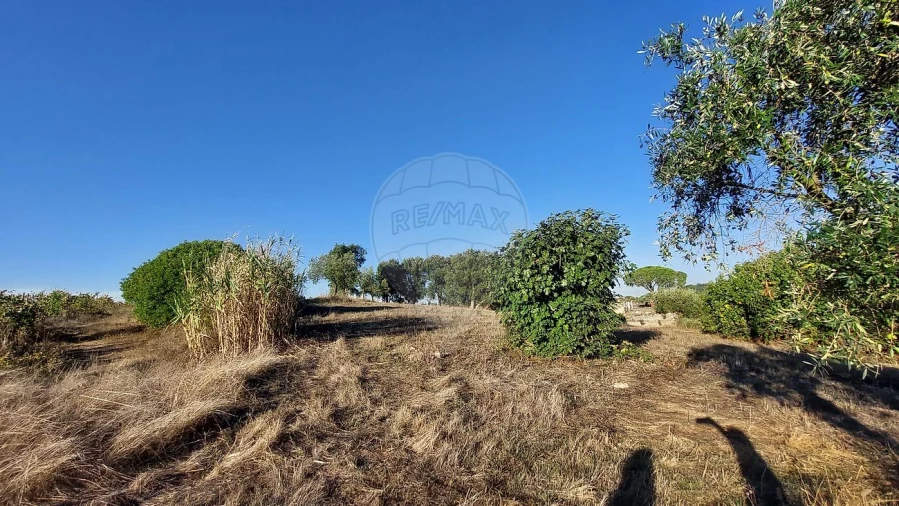 Terreno para Venda em São João da Ribeira e Ribeira de São João Foto 5