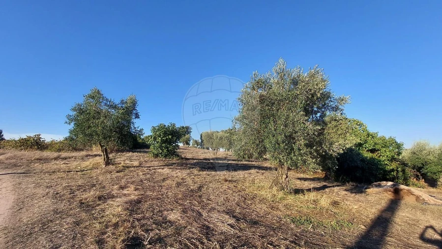 Terreno para Venda em São João da Ribeira e Ribeira de São João Foto 6