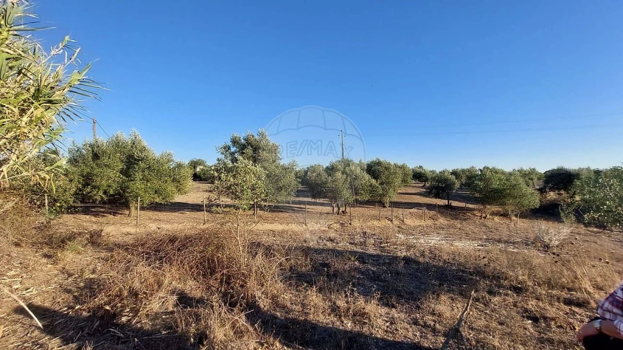 Terreno para Venda em São João da Ribeira e Ribeira de São João Foto 16