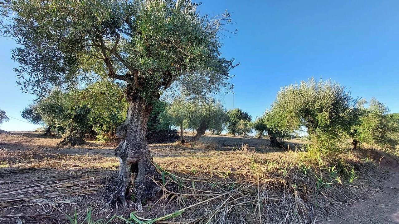Terreno para Venda em São João da Ribeira e Ribeira de São João Foto 13