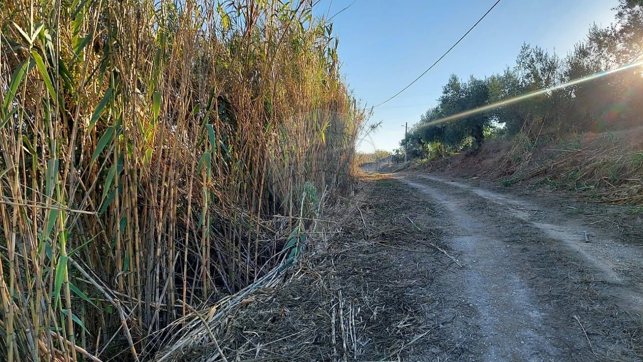 Terreno para Venda em São João da Ribeira e Ribeira de São João Foto 3