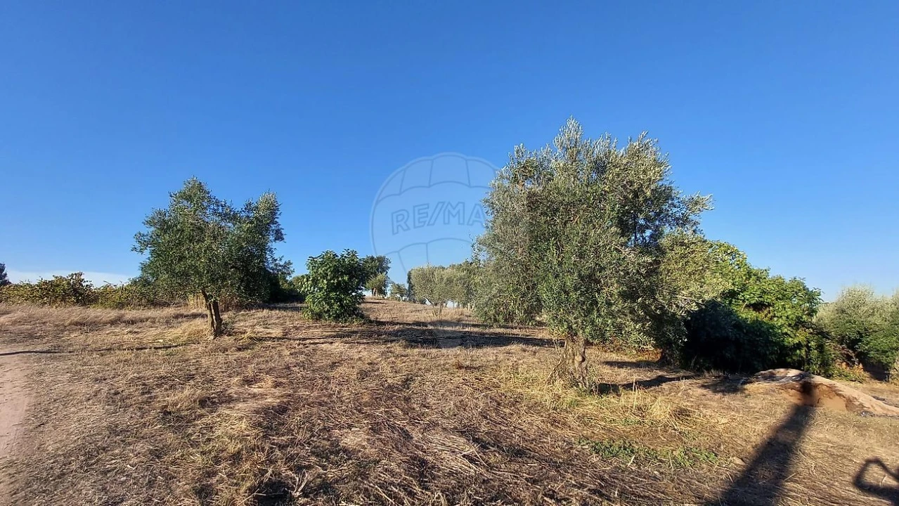 Terreno para Venda em São João da Ribeira e Ribeira de São João Foto 6