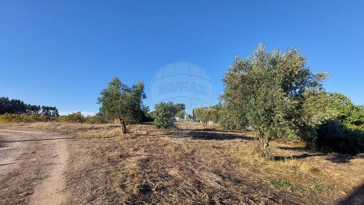 Terreno para Venda em São João da Ribeira e Ribeira de São João Foto 9