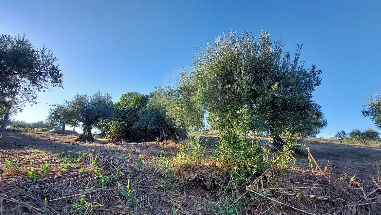 Terreno para Venda em São João da Ribeira e Ribeira de São João Foto 12